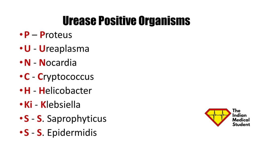 Mnemonics for Urease Positive organisms