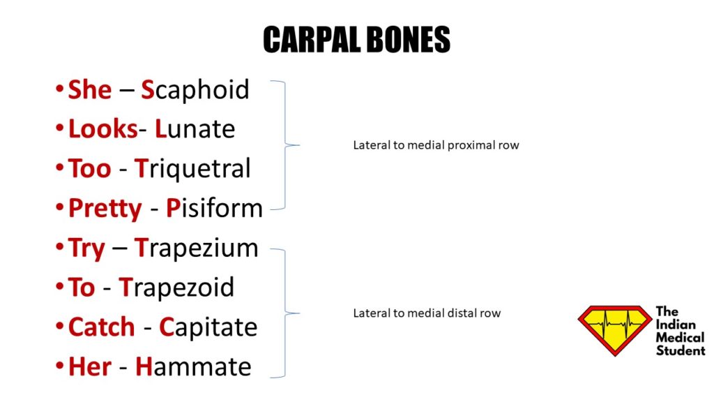 Mnemonics for carpal bones